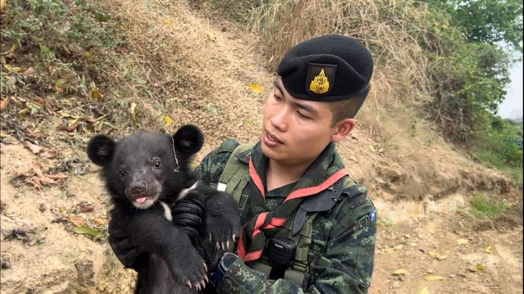 ทหารราชมนู ตรวจยึดหมีควาย 2 ตัว ลักลอบนำเข้าไทยริมแม่น้ำเมย ติดชายแดนไทย-เมียนมา
